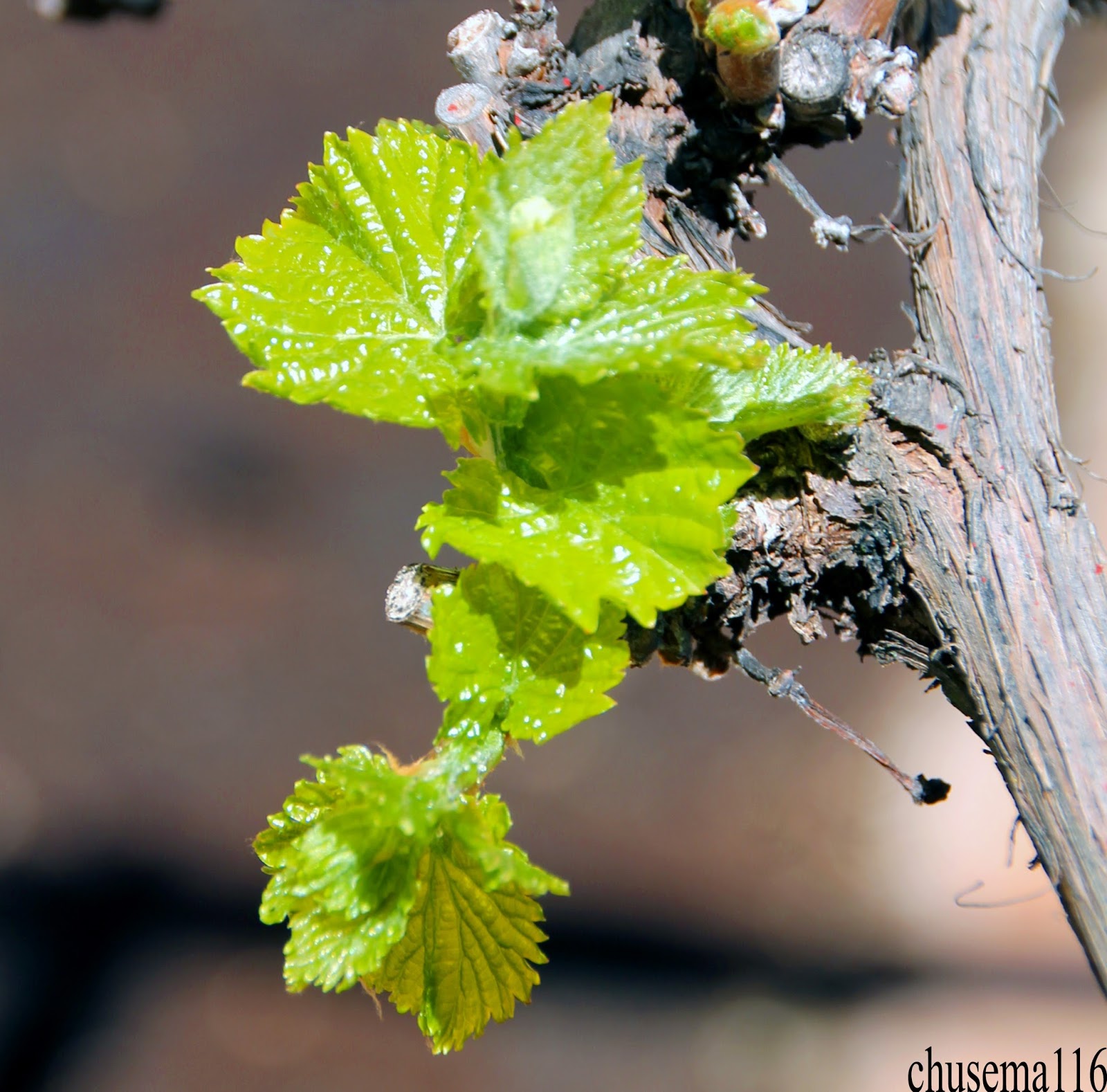 MISCELÁNEA TUROLENSE: Abril2016/Miscelánea. PAMPÁNOS (PÁMPANO: VÁSTAGO