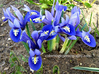 Iris reticulata-blue Dwarf Irises