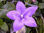 Platycodon grandiflorus