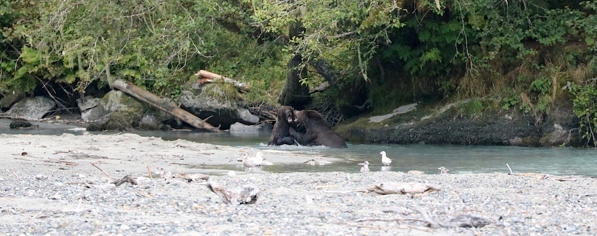 Homalco Wildlife Tours Grizzly bear tours british columbia vancouver blogger.
