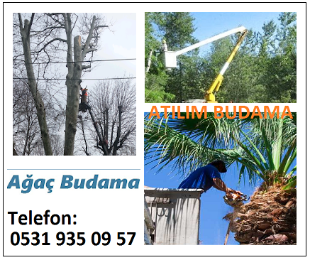 Atilim Budama 0531 935 09 57 Kadikoy Agac Budama Fiyatlari Sirketleri Firmalar Kesim Isleri Yapanlar 2018