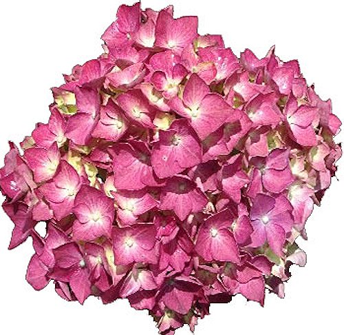 My Virtual Garden: Hydrangeas