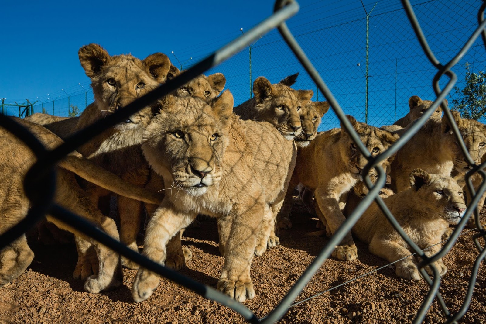 Africa Salvaje Documental Completo En Español Hd A VUELO DE UN QUINDE® - EL BLOG !!!!! .::::.: África : Leones Salvajes
