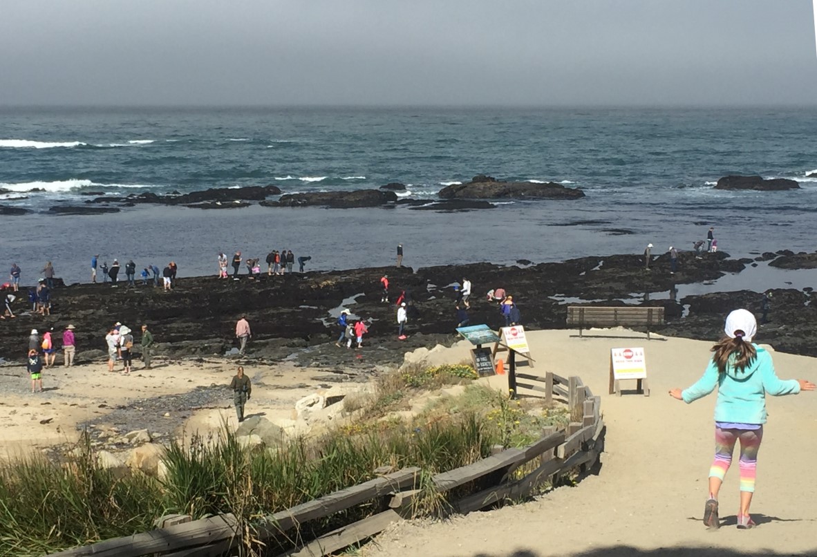 The Road Goes Ever On Tidepooling At Half Moon Bay