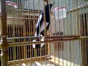Karakter Dasar Burung Kacer - Lima Karakter Burung Kacer Yang Harus Anda Ketahui Karakter Dasar Burung Kacer - Lima Karakter Burung Kacer Yang Harus Anda Ketahui