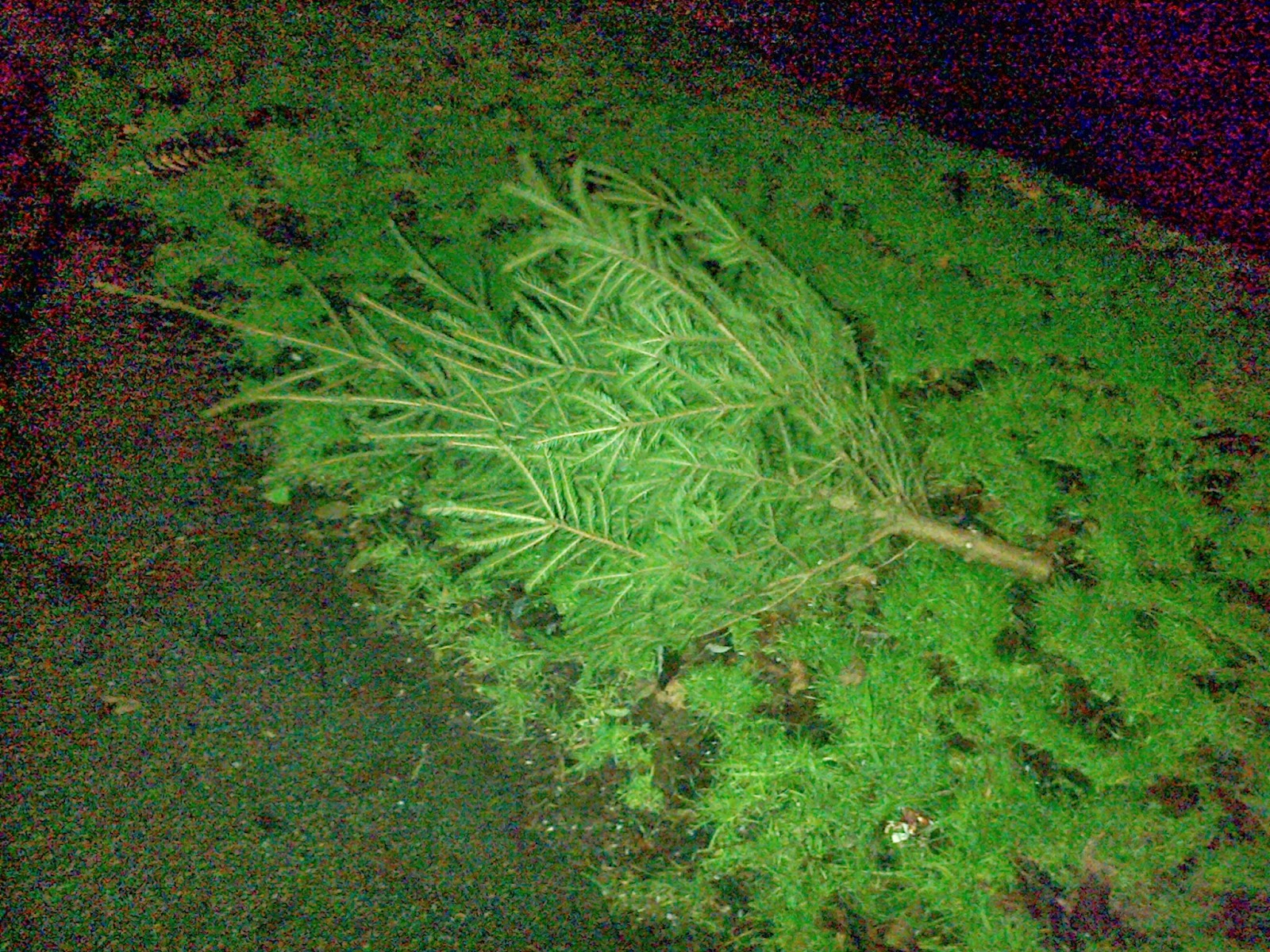 Upland Road: Christmas Trees Dumped
