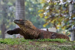 komodo kebun binatang ragunan jakarta