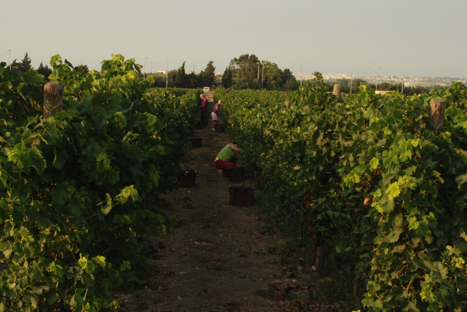 Merill Eco Tours Summer in Malta with Merill Eco Tours