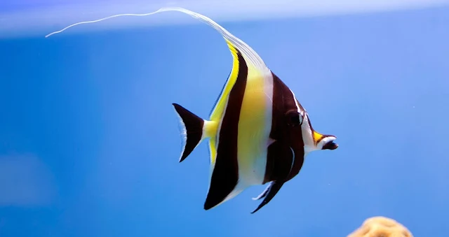 Gambar Ikan Moorish Idol - Budidaya ikan