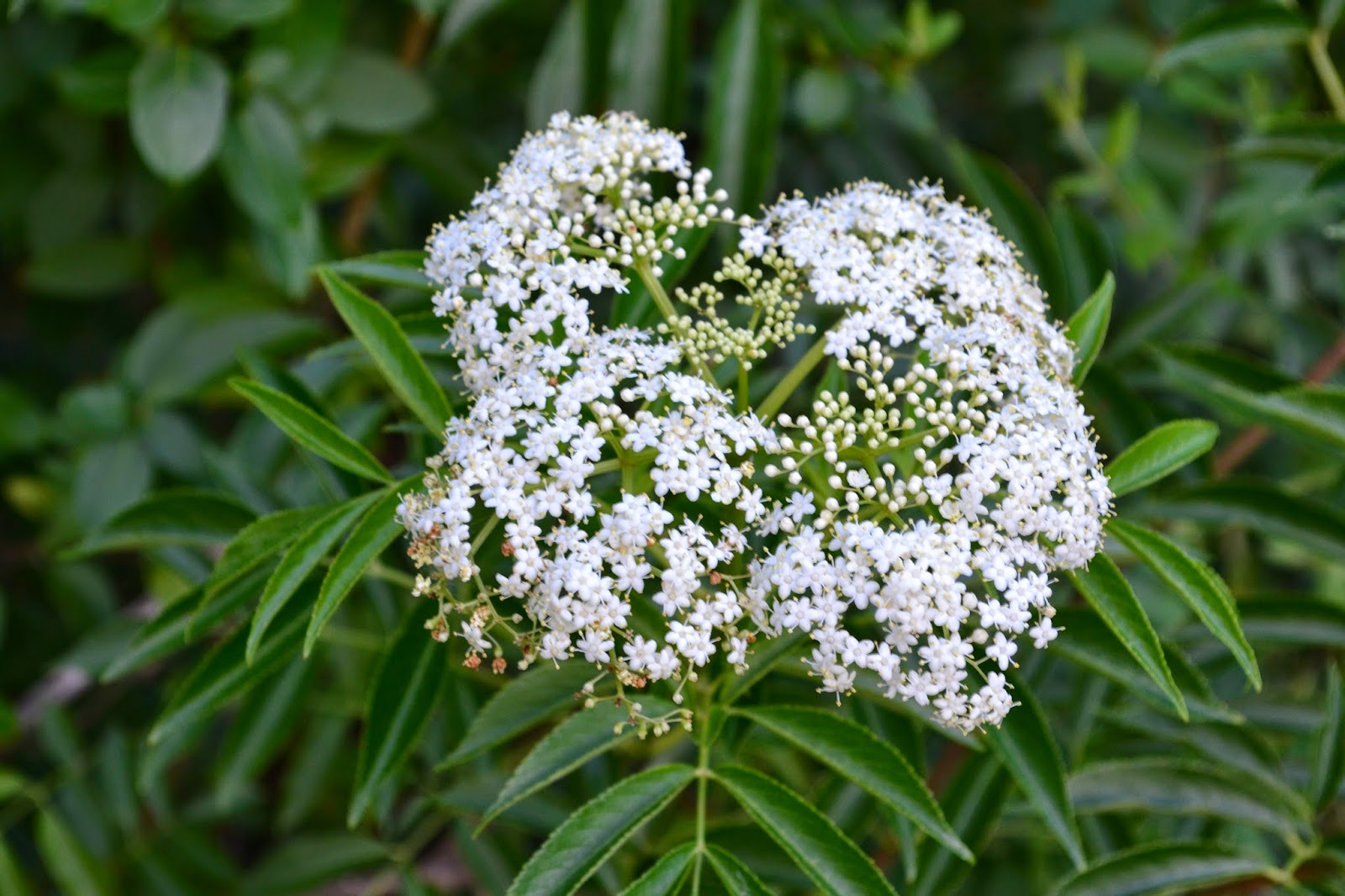 Clover ELDERFLOWERS