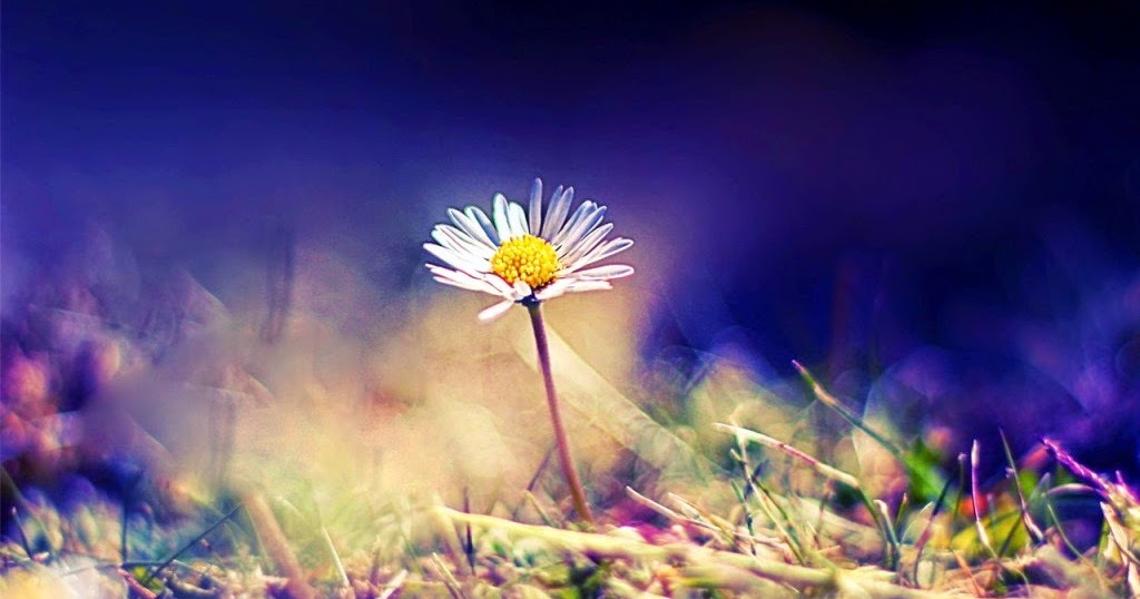 Tổng hợp hình ảnh tên các loài hoa dại ven đường