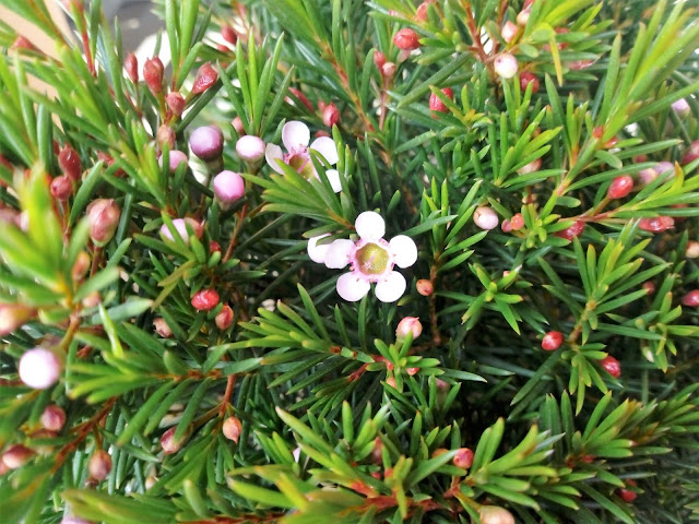 Flor de cera (Chamelaucium uncinatum Desf.).