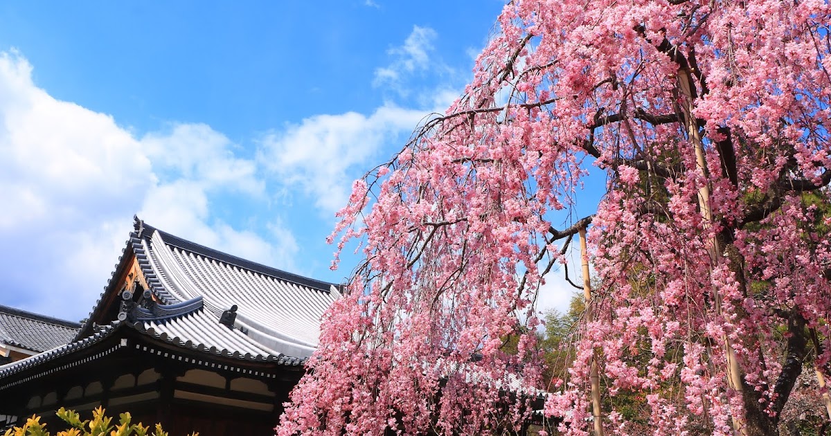 【写真紀行】春の京都！垂れ桜巡り①圧巻の待賢門院桜(天龍寺～法金剛院)