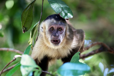 capuchin-monkey-1187570_960_720.jpg