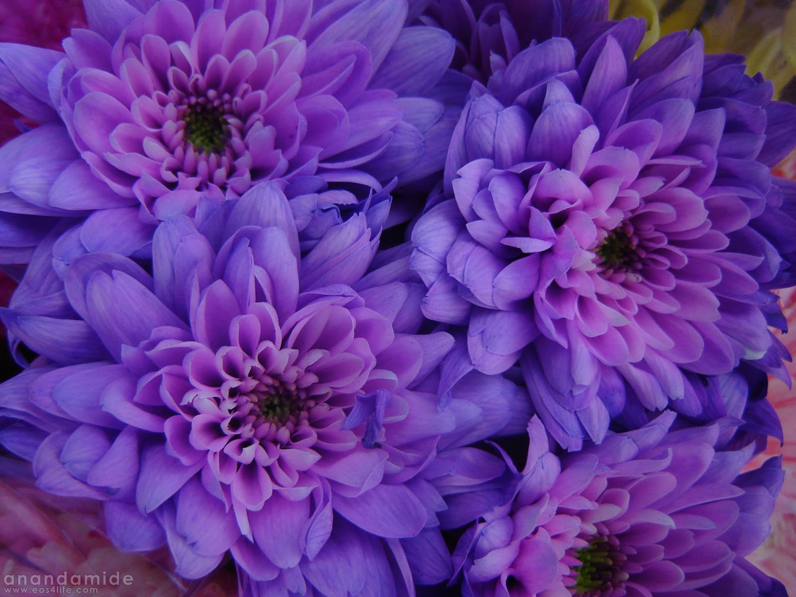 purplle-flowers