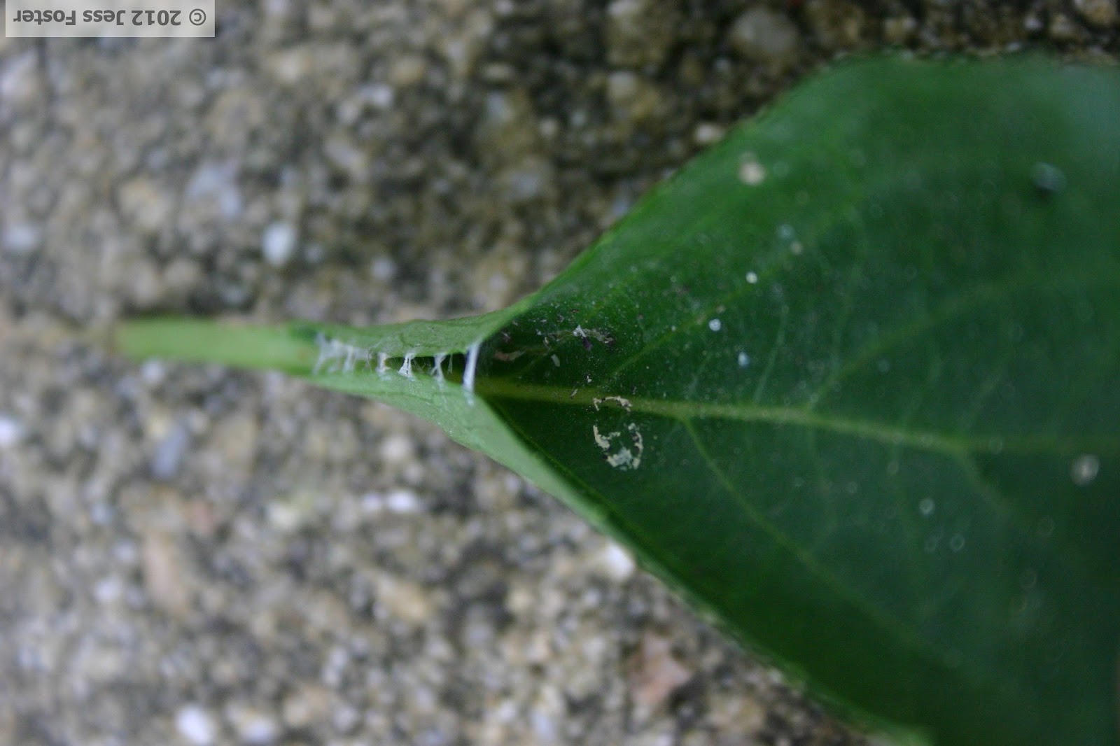 Sluggin' Along Leaf Rollers