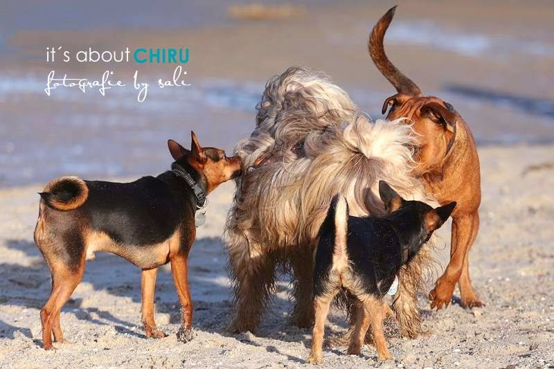 Februar 2015 ABOUT DOGS AND CHIRU [Hundeblog]