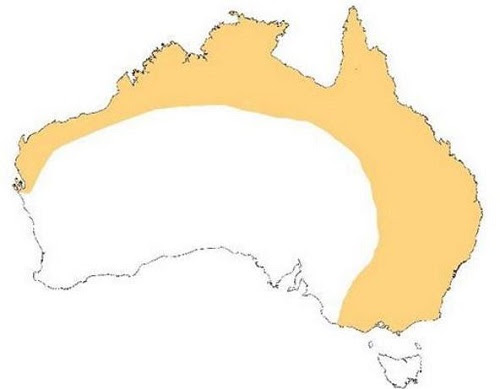 Megabats, it turns out they are pretty important for the environment