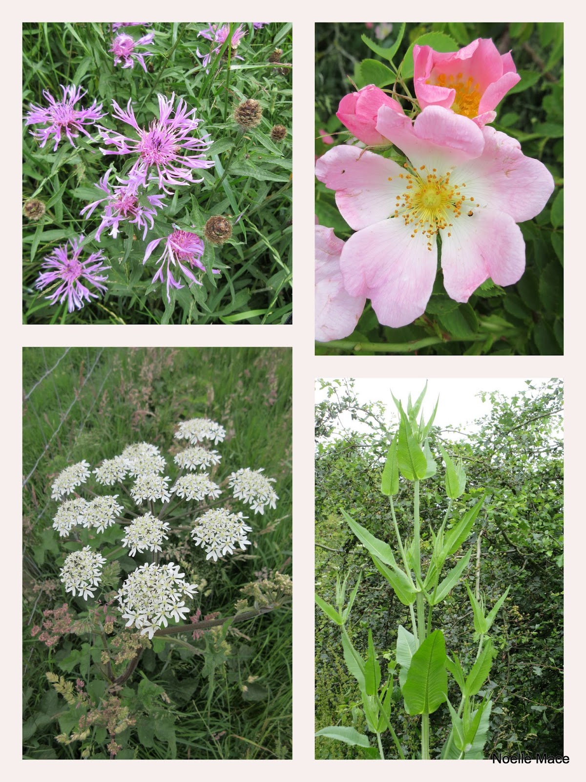 Stasher Gillyflowers