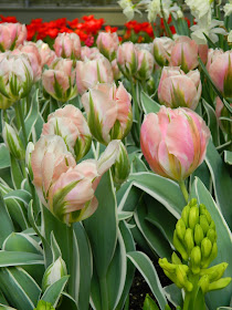 Centennial Park Conservatory 2015 Spring Flower Show Tulipa Green Wave Parrot tulips by garden muses-not another Toronto gardening blog