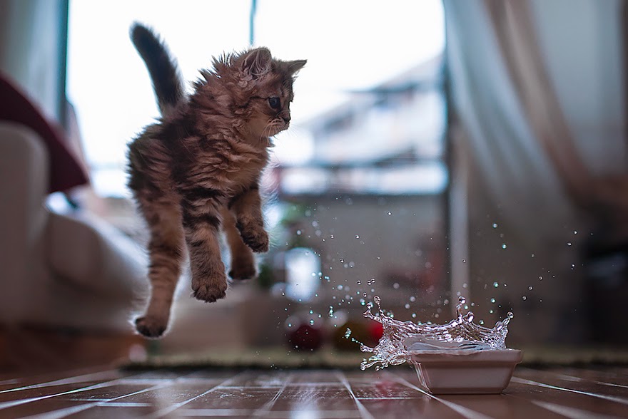 50 Funny Pictures of Cats Jumping free download wallpaper
