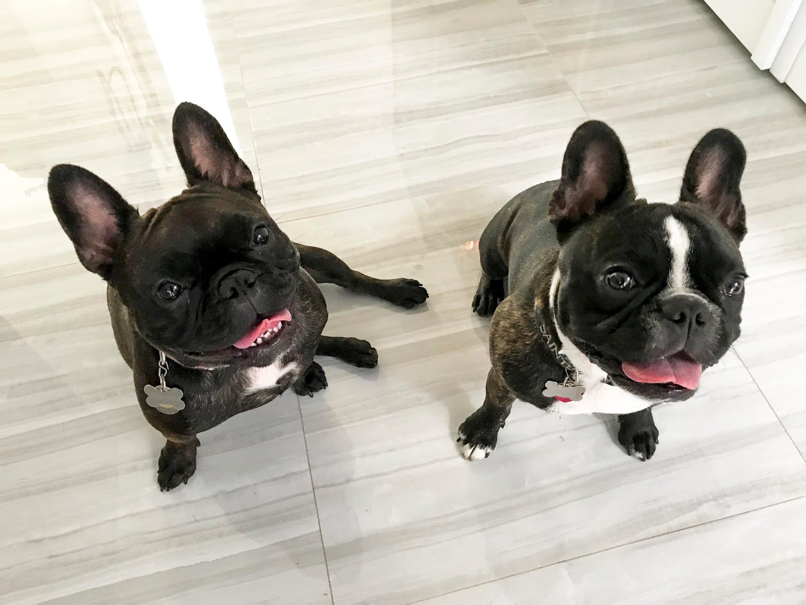 Florida Dog Walkers and Pet Sitters Miami Dog Boarding Best Dog