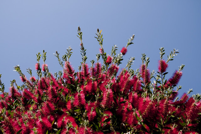 Calafialand Karminroter Zylinderputzer (Callistemon citrinus)