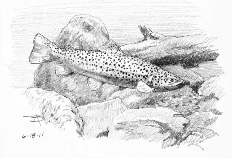 Форель рисунок карандашом