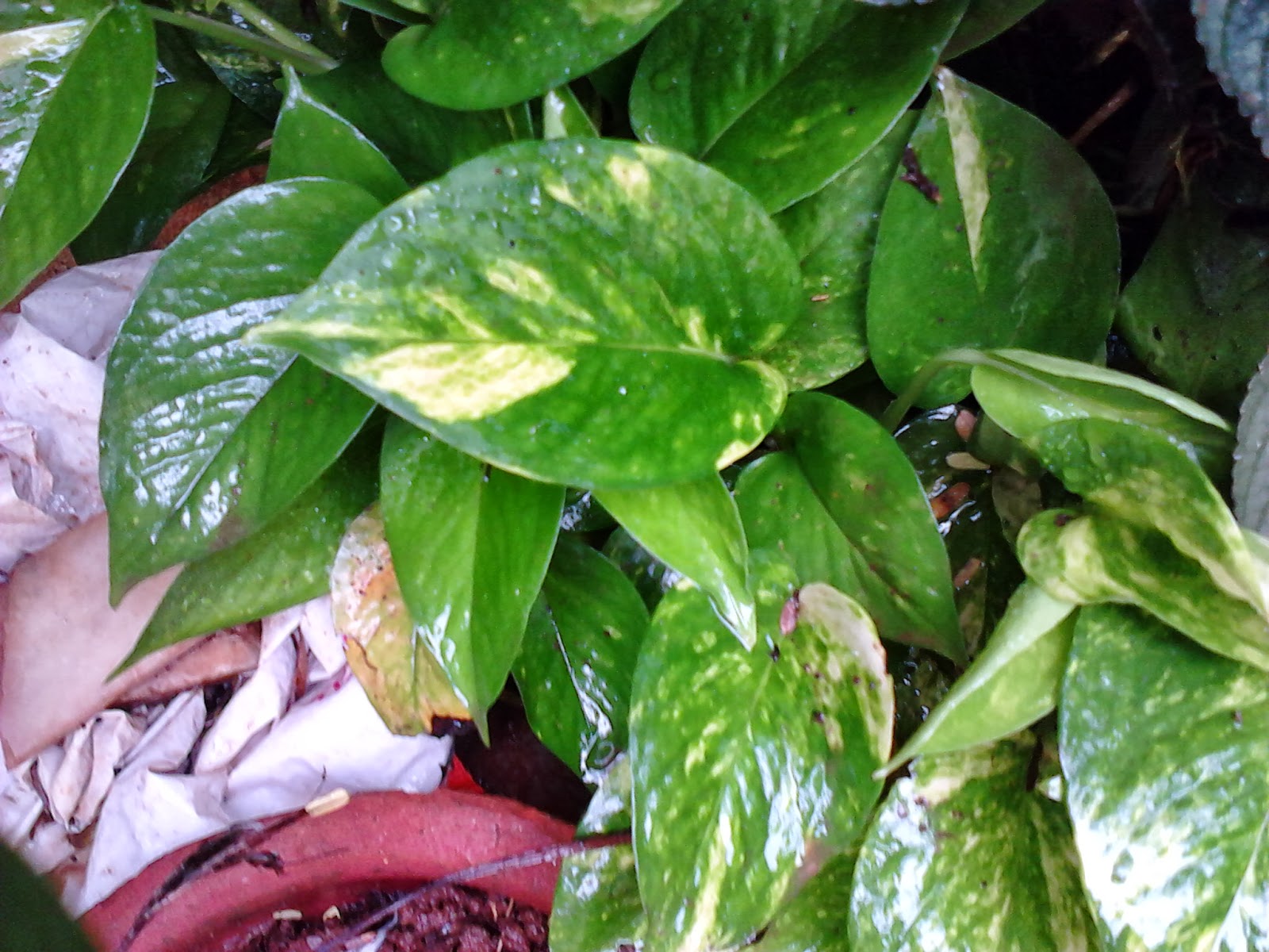 Garden Care Simplified Why Money Plant Rules as Feng Shui Wealth Cure