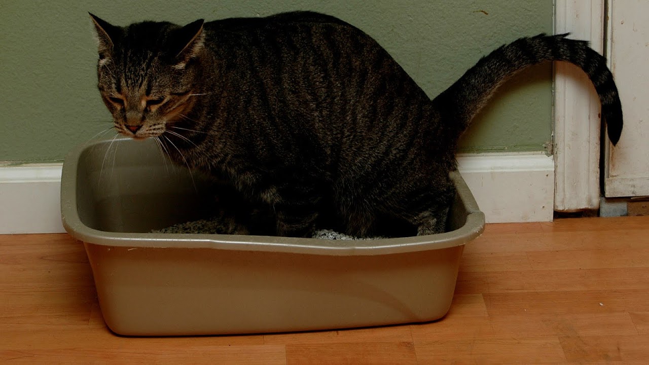 Why Do Cats Pee On Carpet Cat Choices