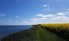Hier bei uns im Norden: Die Rapsblüte in Schleswig-Holstein. Der Weg an der Küste mit Blick auf Raps und Ostsee in der Nähe von Kiel.