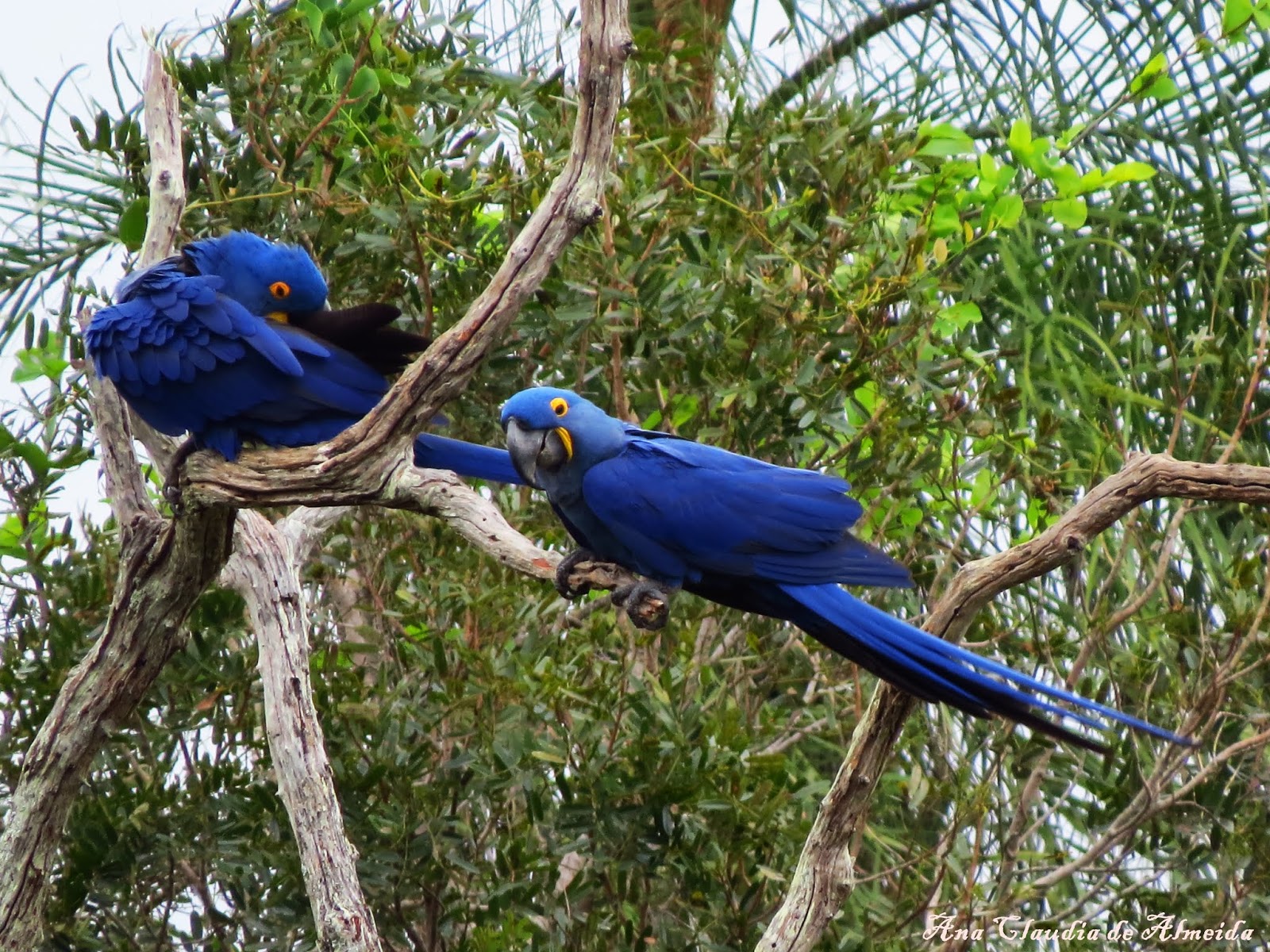 Araraazul é avistada pelo terceiro ano consecutivo na RPPN Buraco das