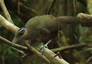 Scaled Ground-Cuckoo