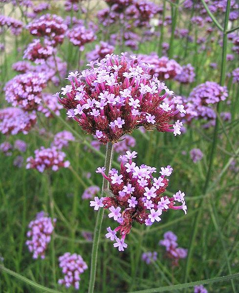 3 Verveine bonariensis AGM la meilleure Butterfly Bee Plant parfumée violet fleurs 