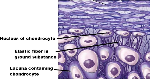 What is Connective Tissue Explain Their Types, Structure, Locations and