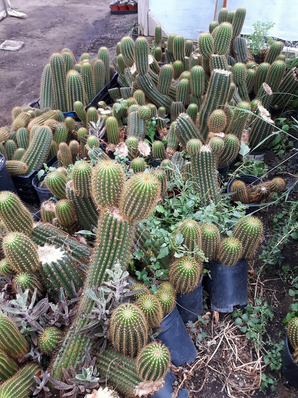 Plant Buying Expedition for the San Carlos Garden Club Spring Sale