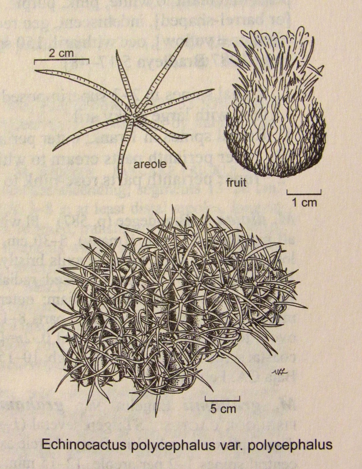 Species account from The Jepson Manual, Vascular Plants of California