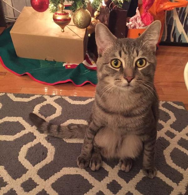 Кот сидит на корточках Кот сидит на корточках