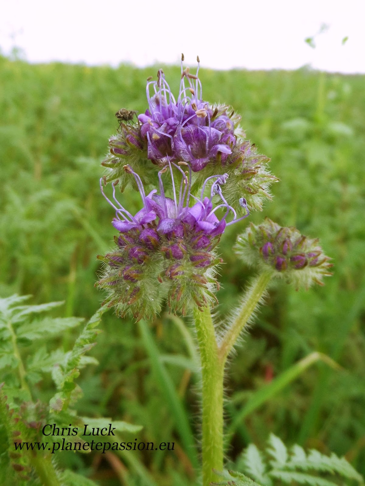 French wildlife and beekeeping Buckwheat and Phacelia late cover crop