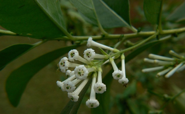 Cuidado de las plantas de galán de noche. 