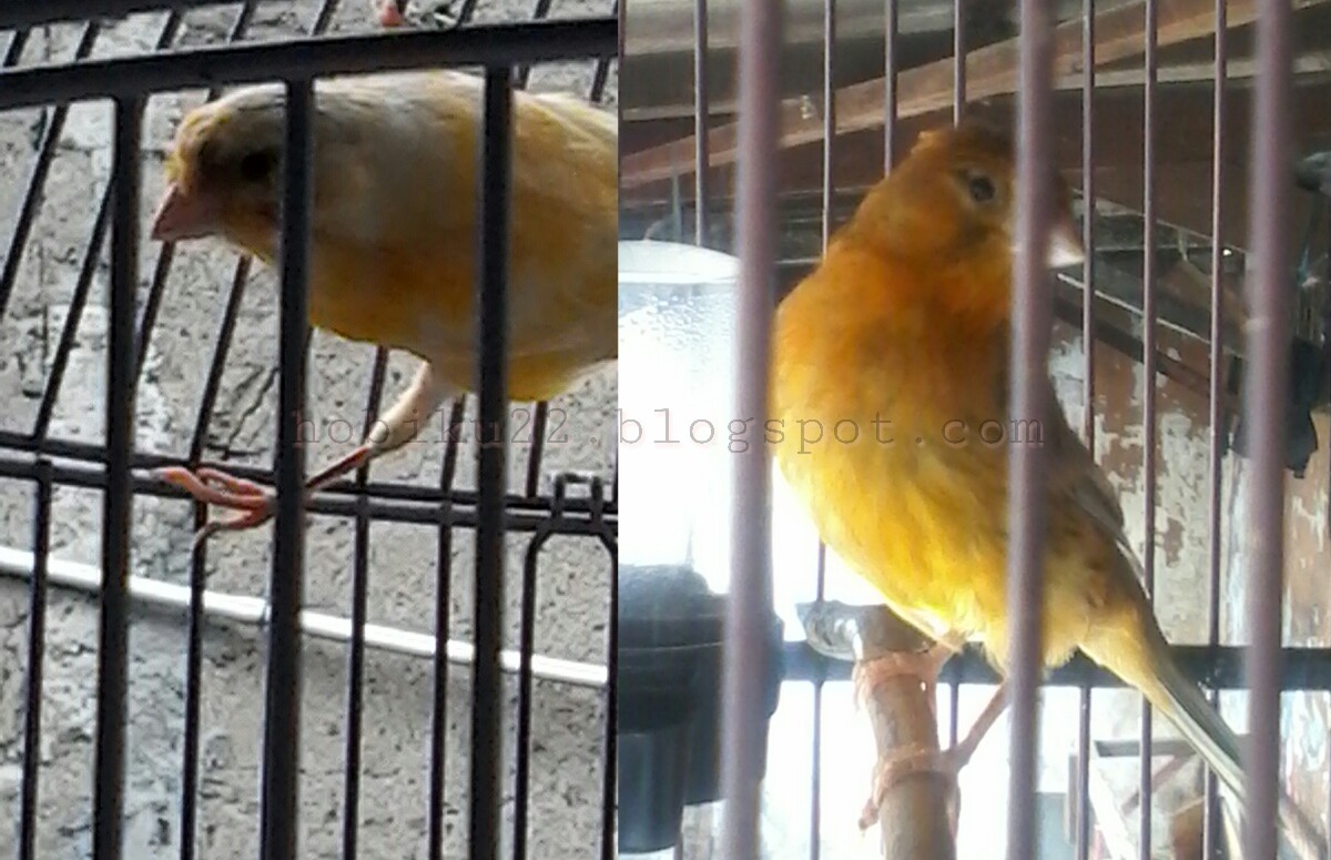 Tips Berternak Burung Kenari Bagi Pemula Infoburung