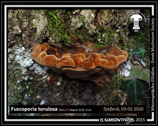 Fuscoporia torulosa (Pers.) T. Wagner & M. Fisch.