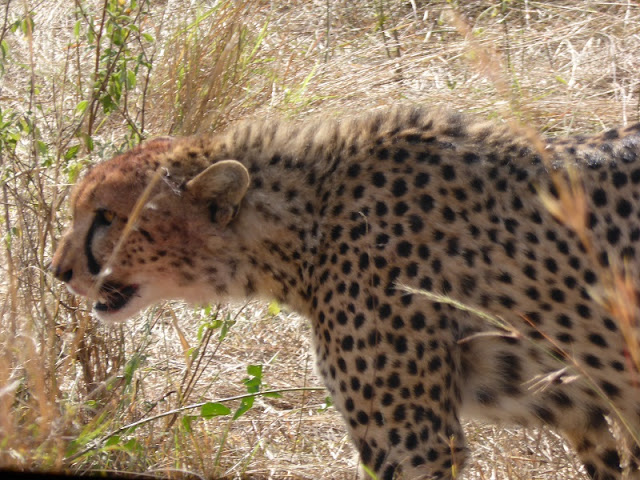 Leopardo - Cheetah