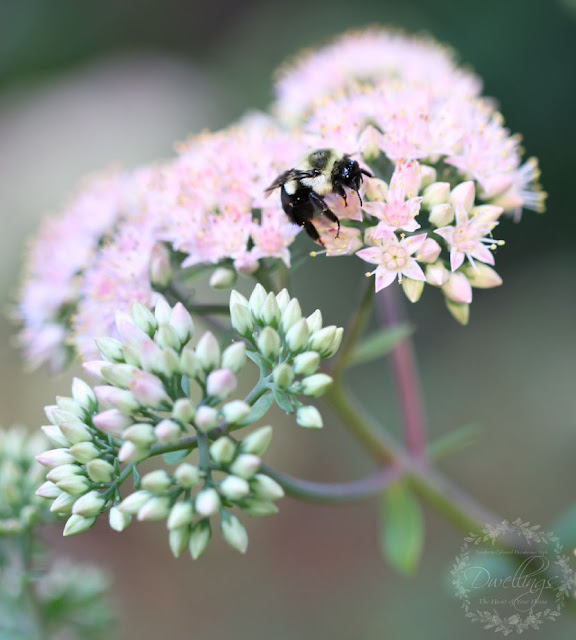 Bumble Bees in the Autumn Joy Sedum