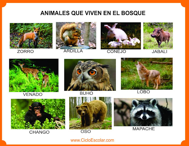 Animales que viven en el bosque