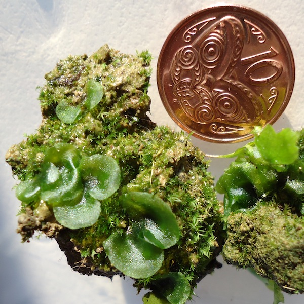 theobrominated-gametophytes