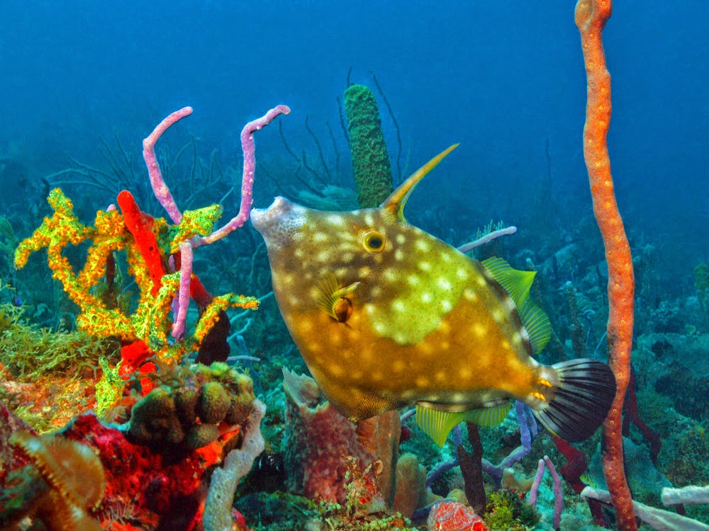 Dive Grenada Grenada s PADI 5 Star Scuba Dive Snorkel Center dive-grenada-grenada-s-padi-5-star-scuba-dive-snorkel-center