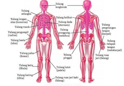 anatomi dan fisiologi manusia