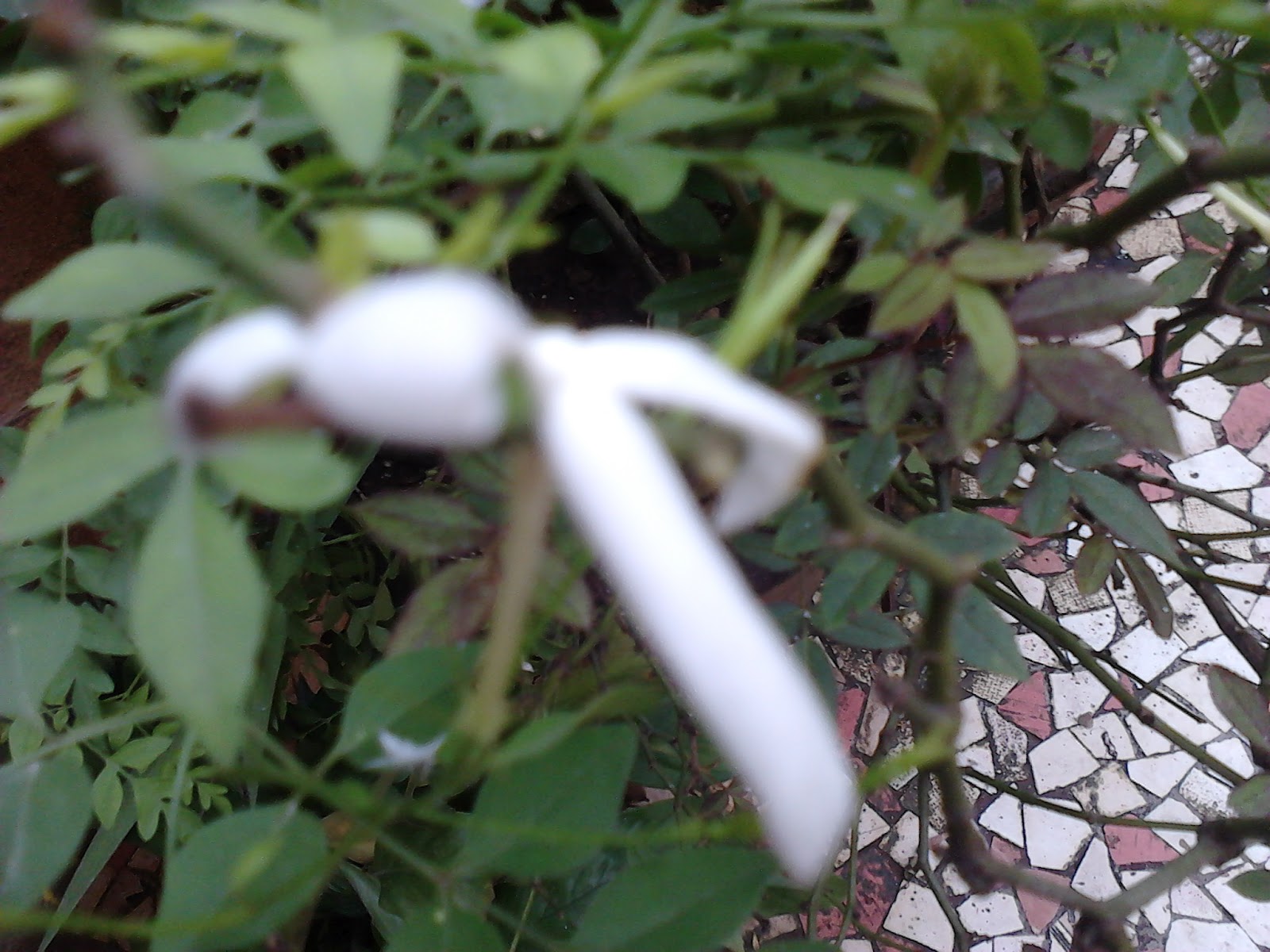 Garden Care Simplified Healthy Growth Tips for Jasmine jai Juhi