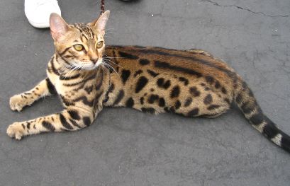 Keaslian Jenis Kucing Bengal Yang Wajib Diketahui - Kucing Bengal Marble
